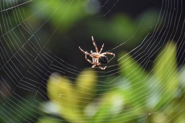 Spider Control Werribee