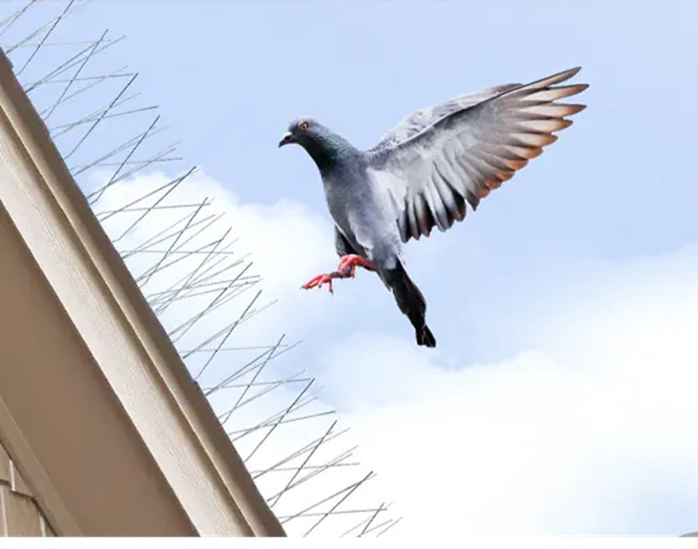 Bird Management Werribee